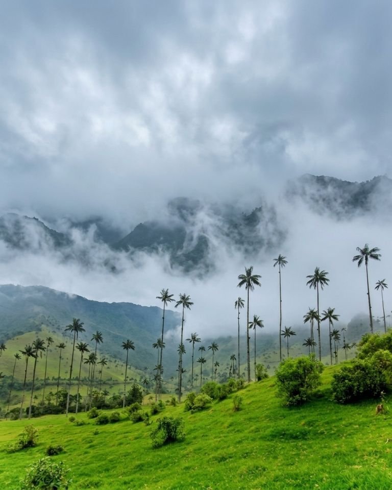 Paisaje verde del Valle del Cocora en Salento, Quindío, mostrando majestuosas palmas de cera bajo un cielo nublado y colinas frondosas.