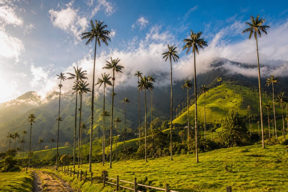 Paisaje del Valle de Cocora en Salento