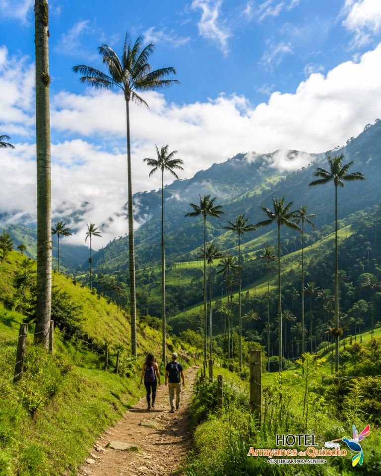 Valle de Cocora desde Montenegro